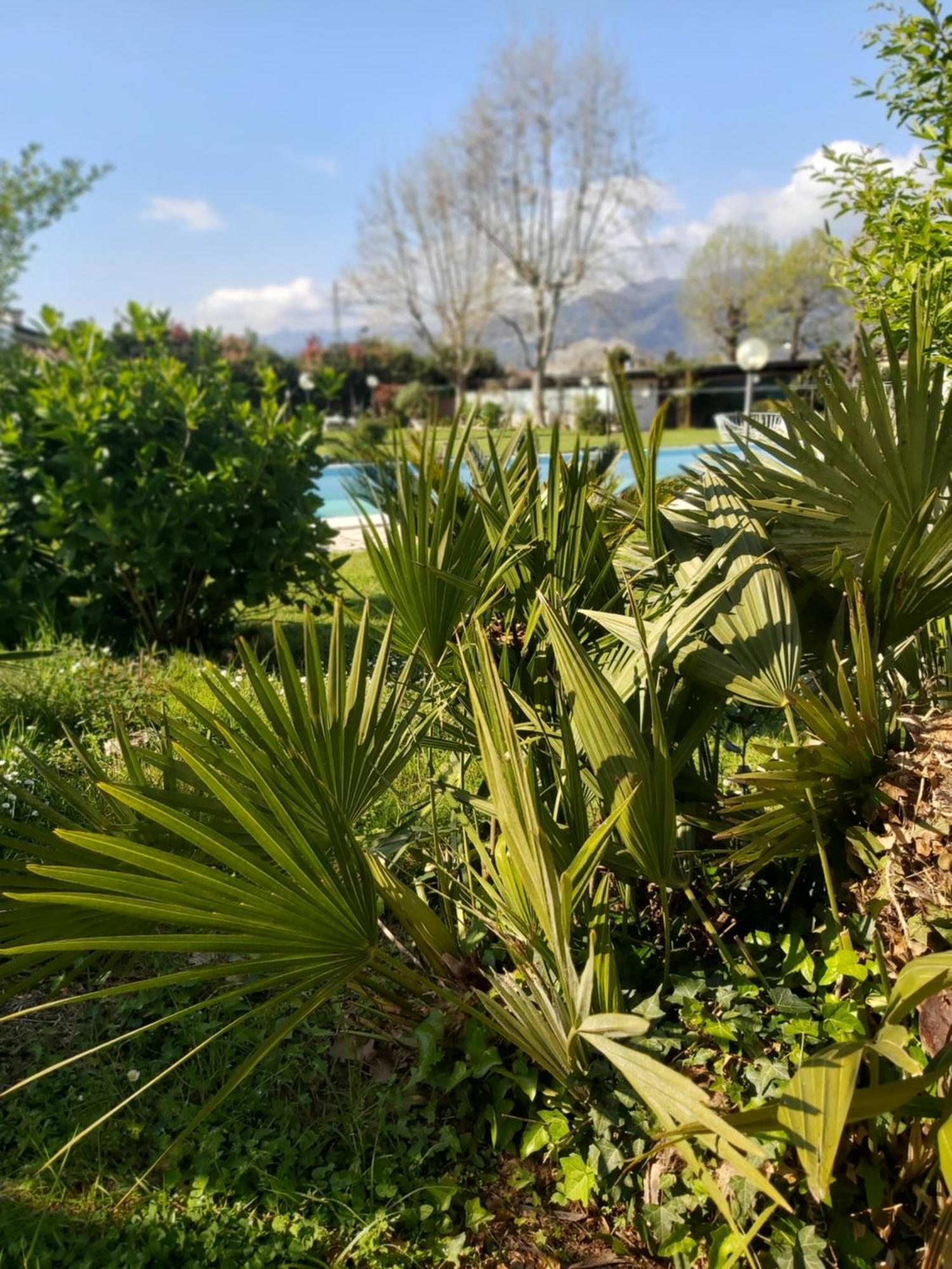 Villa Fioccomare Camaiore Bagian luar foto